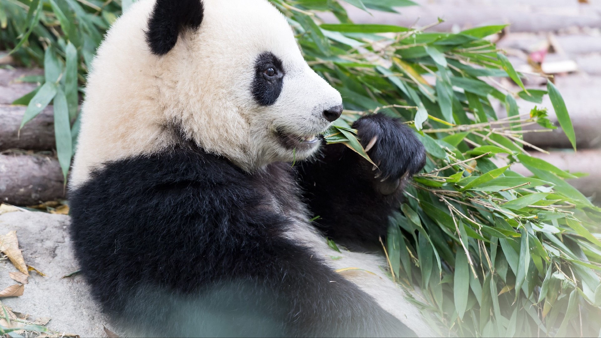 77a00cbf843d4b459fe7ae3dda50acd5.jpg 77a00cbf843d4b459fe7ae3dda50acd5.jpg